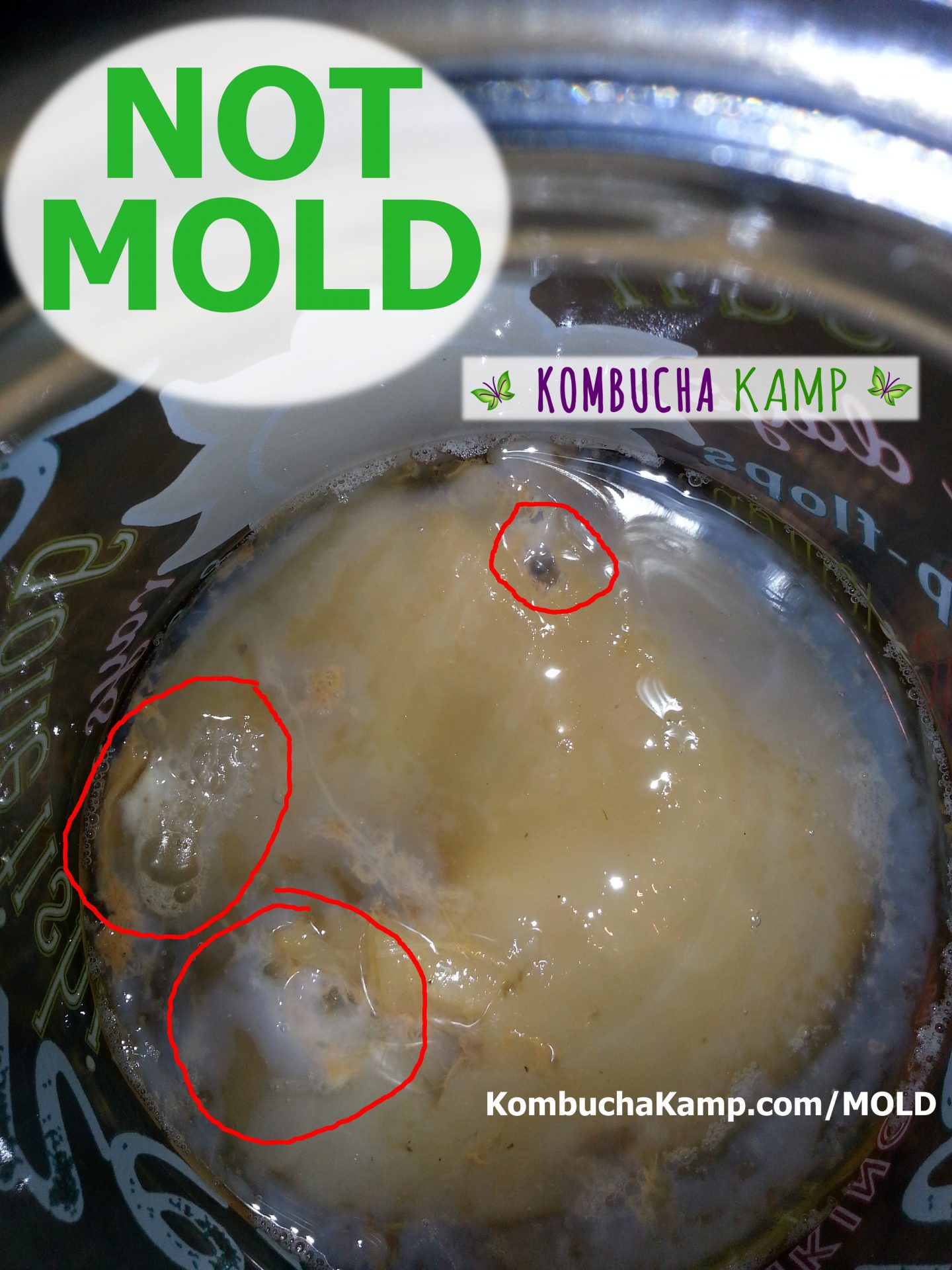 New young Kombucha SCOBY forms in white areas around the original Culture and 3 areas of yeast and bubbles have trapped in the formation, but it's NOT Kombucha Mold