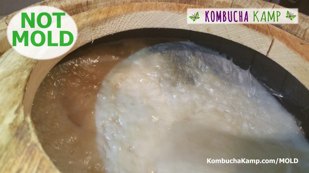 Looking down inside an oak barrel cut open wide at the top per Kombucha Kamp's specs we can see new white SCOBY growth forming across the top of the brew and attaching to the side walls