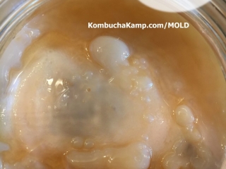 in this photo of new Kombucha SCOBY growth, we see large bulbous areas of white culture pushing up above the brew line, attaching to the original culture and with yeast embedded but no Kombucha mold