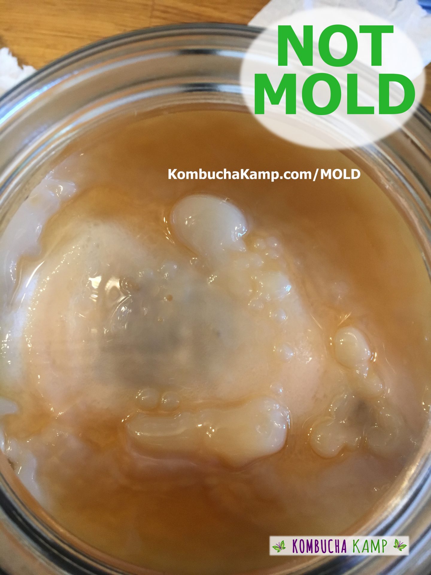 in this photo of new Kombucha SCOBY growth, we see large bulbous areas of white culture pushing up above the brew line, attaching to the original culture and with yeast embedded but no Kombucha mold