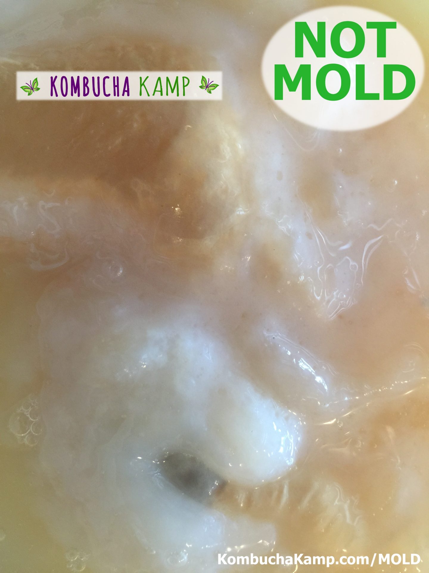 A small bluish pocket of yeast appears trapped underneath new Kombucha SCOBY growth not mold on Kombucha