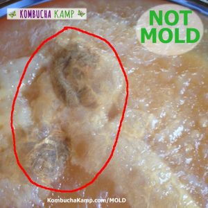Brown areas of yeast may embed below the surface of a forming Kombucha SCOBY but is not mold.