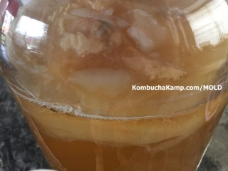Area of new SCOBY growth forming over the Kombucha brew with yeast and the original culture floating beneath the surface, no mold