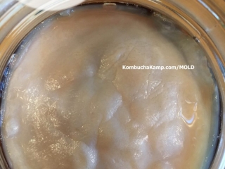 White lumpy new Kombcha SCOBY growth on a mature brew not mold on Kombucha SCOBY