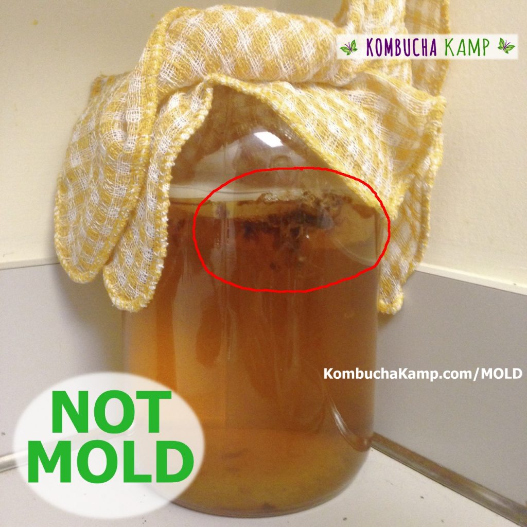 Dark brown circles of Kombucha yeast form in the brew just below the surface of the new white SCOBY growth on top
