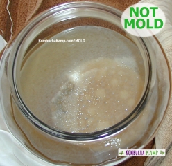 How To Identify And Handle Kombucha Scoby Mold