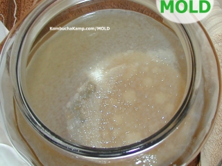Young new translucent Kombucha SCOBY forms over a brew with some yeast underneath and the original SCOBY visible but no mold on Kombucha