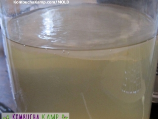A side view of thin SCOBY formation on a potentially cold Kombucha brew appears to float just below the surface except for the center ring but no mold anywhere