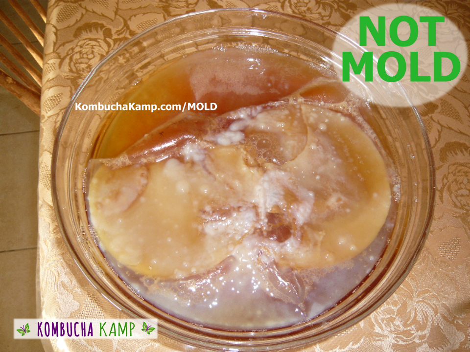 New white bumpy areas of Kombucha SCOBY forming on top of the original Kombucha cultures and making a new layer on the edges NOT KOMBUCHA MOLD
