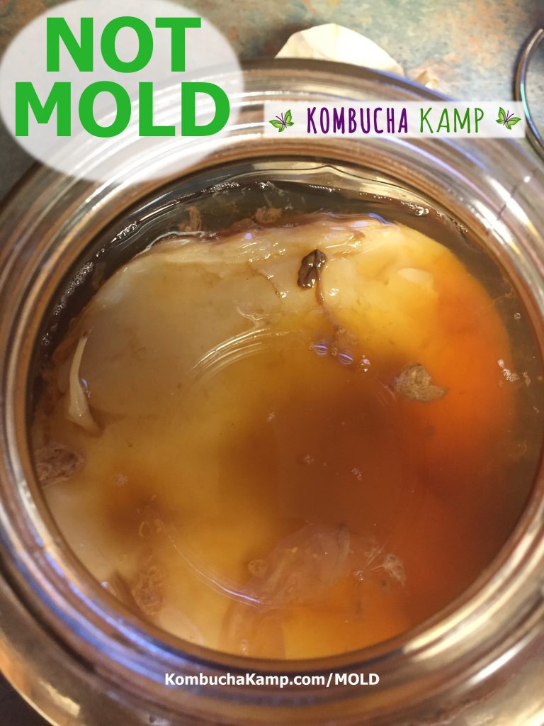 On top of the liquid in a new Kombucha brew floats a number of brown yeast collections that might be mistaken for mold but are normal and not a concern.