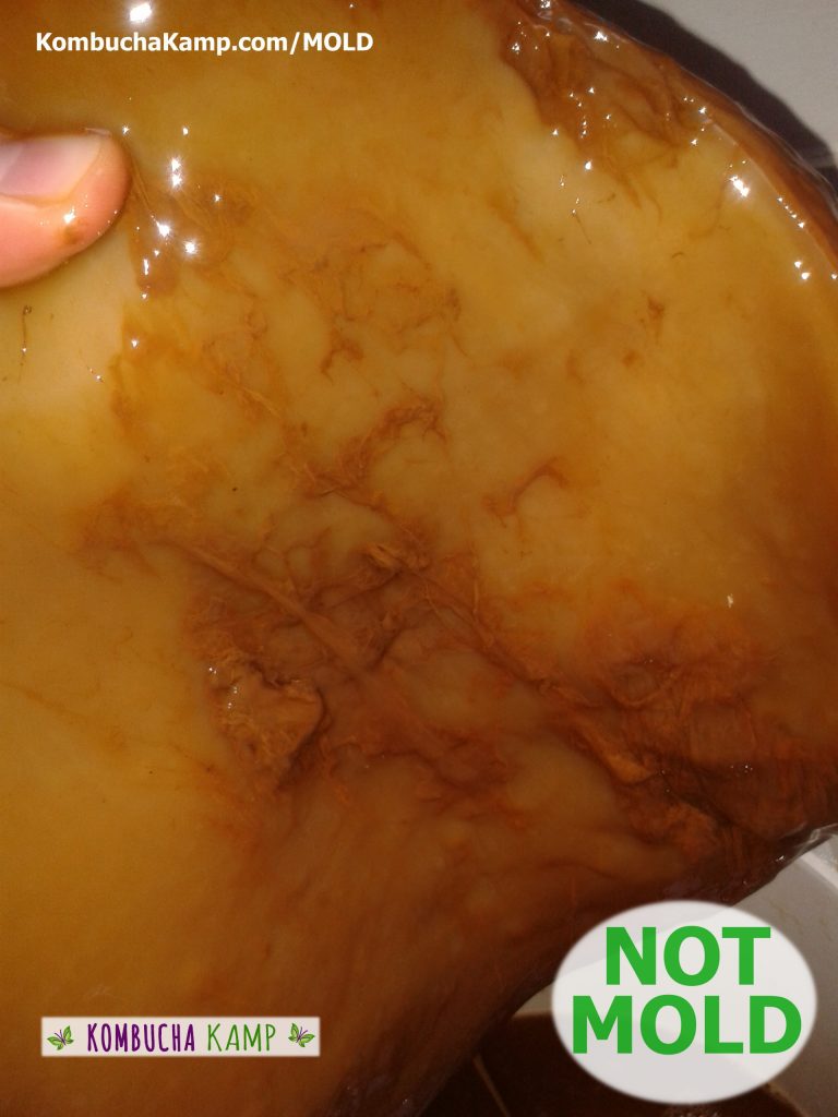Lifting up a large Continuous Brew SCOBY reveals wet webs of brown yeast clinging to the bottom of the Culture surface but NOT mold