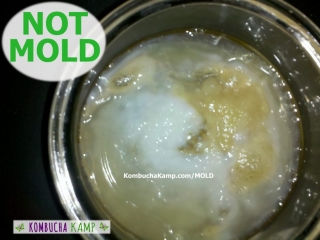 Normal Young Kombucha SCOBY Growth Old and New Kombucha Cultures Connecting with some Yeast NOT KOMBUCHA MOLD