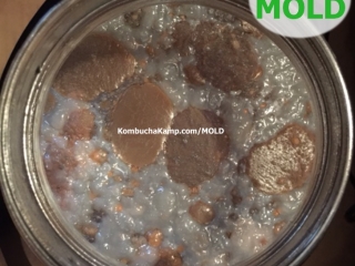Kombucha SCOBY pieces and new SCOBY layer growing together but no Kombucha mold in this strange looking brew