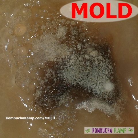 Powdery Blue and Brown Kombucha Mold Forming on the SCOBY Surface of the Brew
