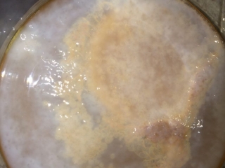 Thin new Kombucha SCOBY Growth With yellow Bubbles and brown yeast areas Under the Surface but Not Kombucha Mold