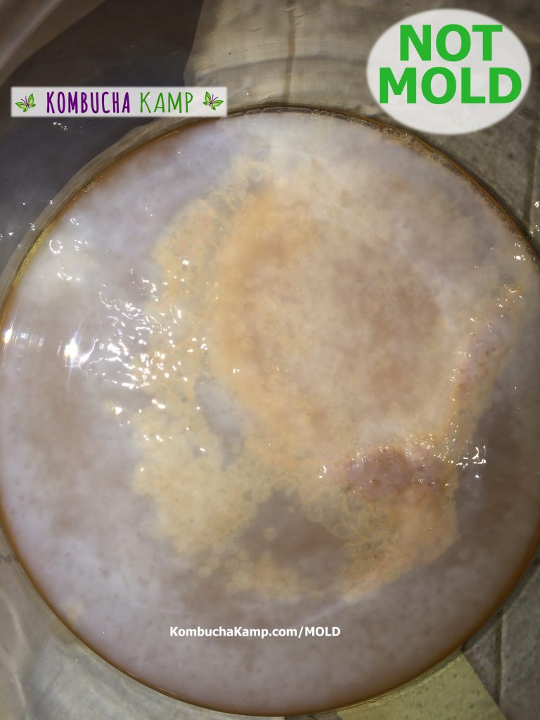 Thin new Kombucha SCOBY Growth With yellow Bubbles and brown yeast areas Under the Surface but Not Kombucha Mold