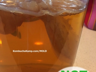 New Kombucha SCOBY Growth with lumpy new white sections and bubbles forming but no Mold on Kombucha