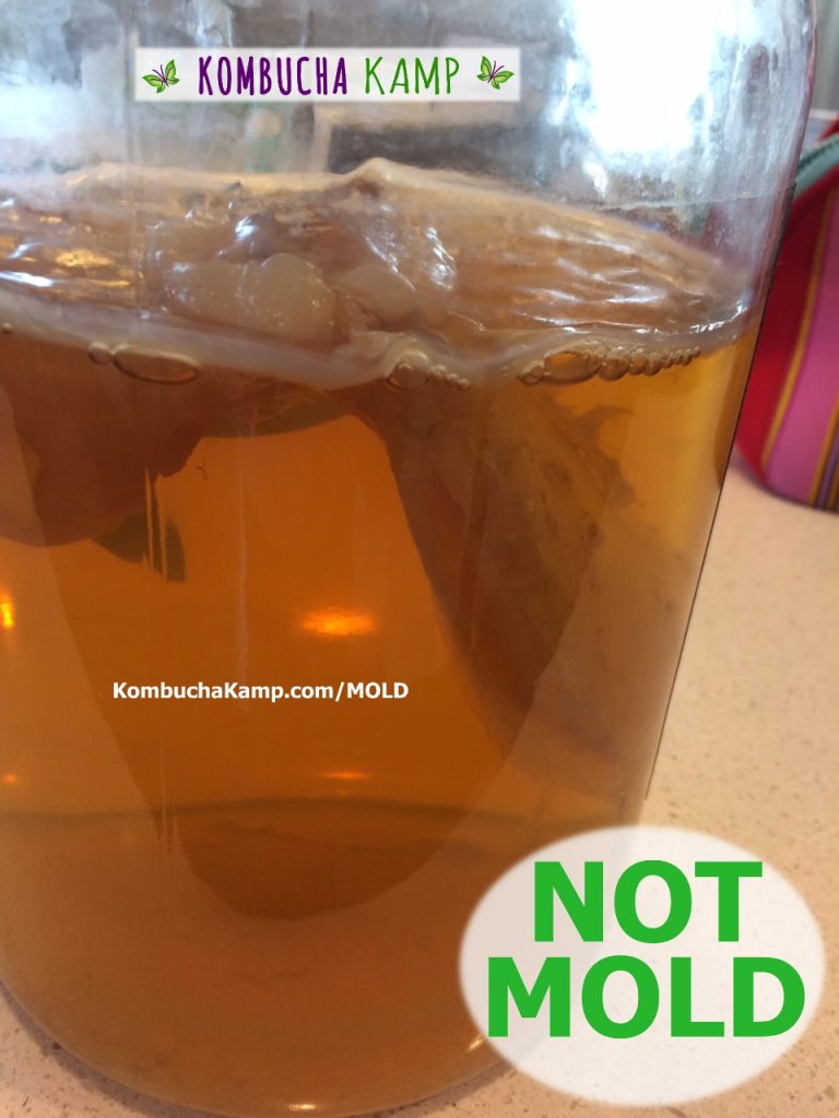 New Kombucha SCOBY Growth with lumpy new white sections and bubbles forming but no Mold on Kombucha