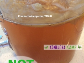 A side view of a new Kombucha SCOBY forming with some dry brown areas in the center but No Kombucha Mold and it does have some nice bubbles
