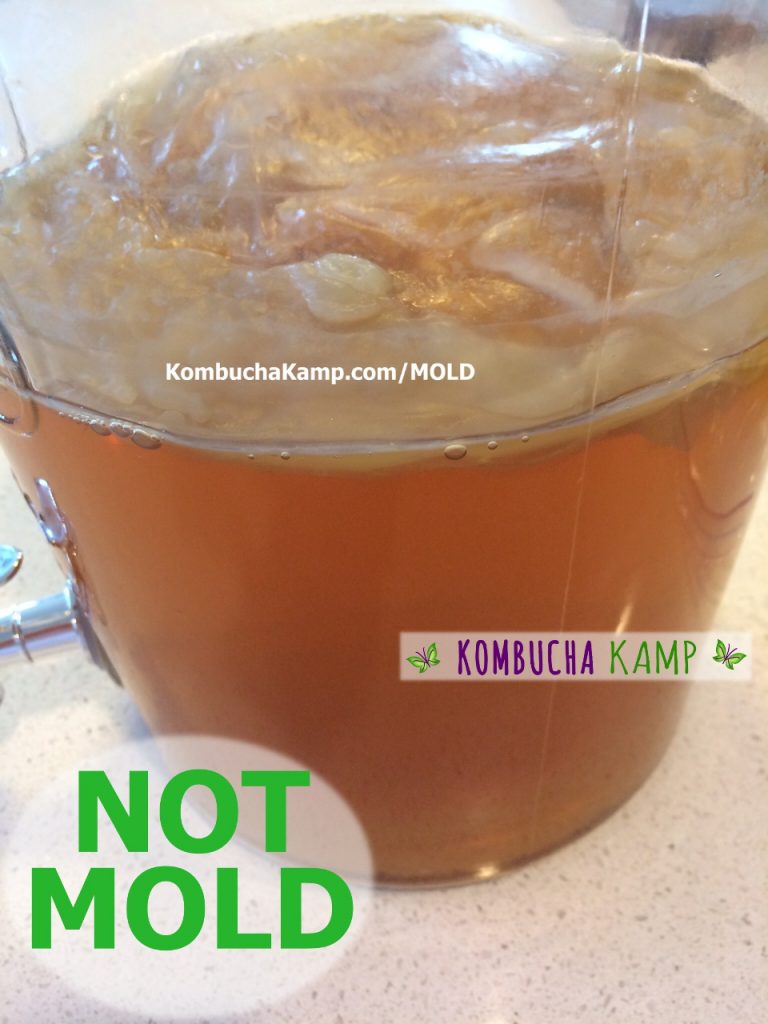 A side view of a new Kombucha SCOBY forming with some dry brown areas in the center but No Kombucha Mold and it does have some nice bubbles