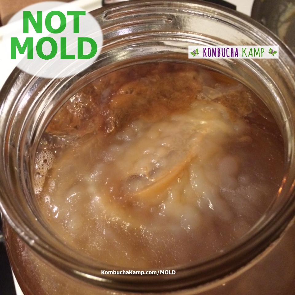 Normal Kombucha Yeast Floating in the Liquid and Under the SCOBY Surface -  Kombucha Kamp