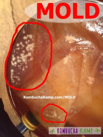 Spotty Kombucha Mold White Dots on SCOBY