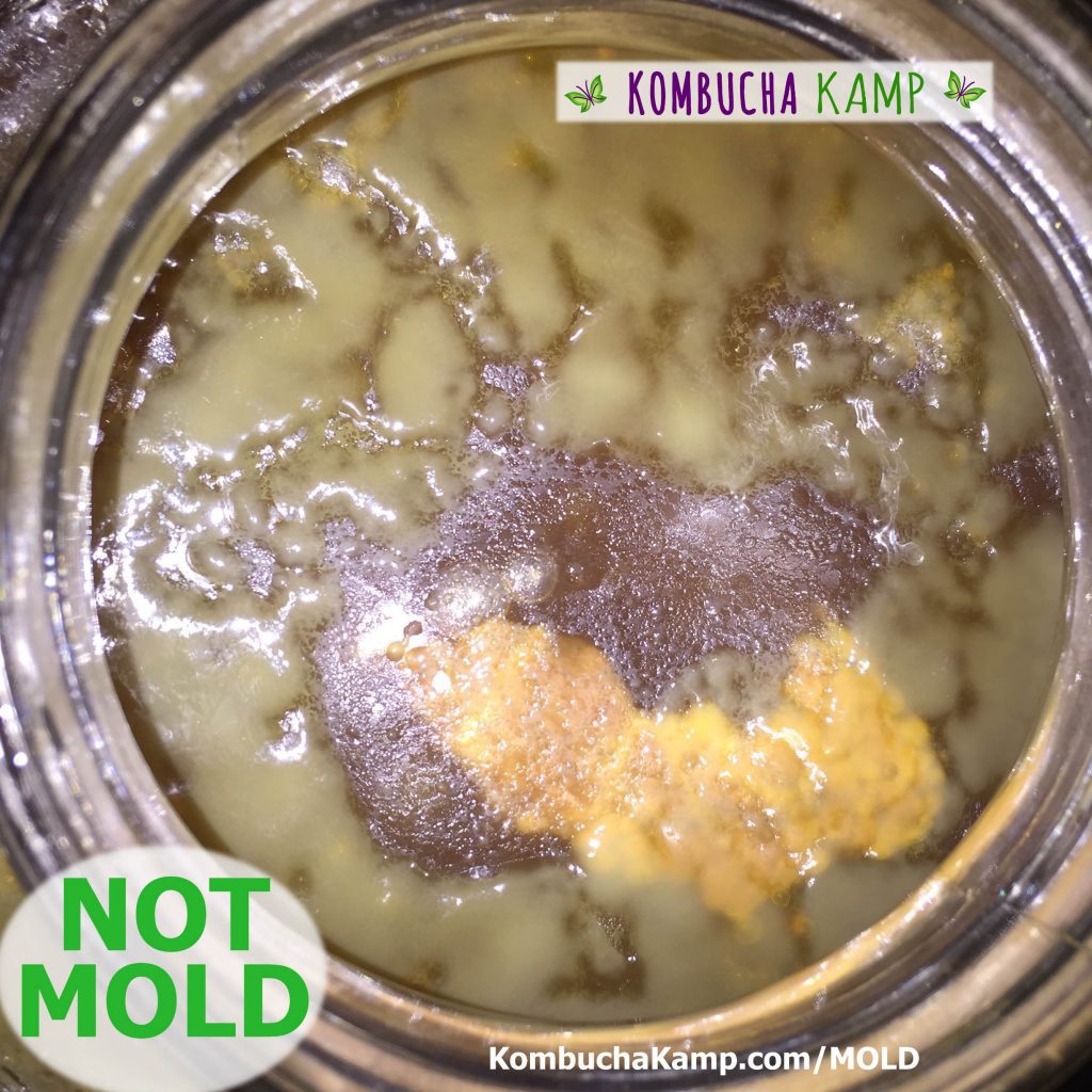 New areas of yellowish-white SCOBY formation are pictured on top of a Kombucha brew and below the surface is an area of bright yellow yeast or SCOBY but NOT Kombucha Mold