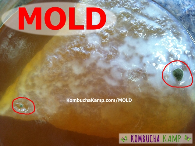 Two Circles of Blue-Green Fuzzy Mold Forming on top of New SCOBY Growth