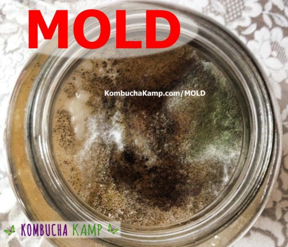 Very Bad Kombucha Mold in Green and Black Fuzzy formations on Top of the SCOBY