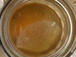 Thin Translucent Original Mother SCOBY floats in the Kombucha Brew with Yeast globs but No Mold on Kombucha