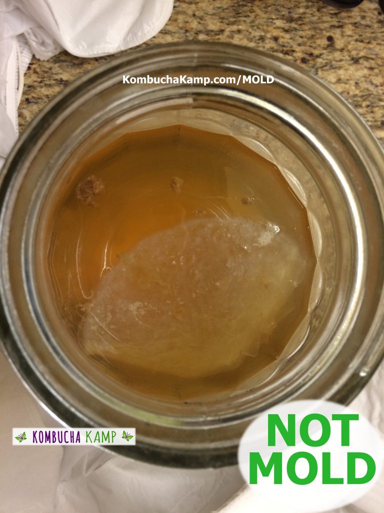 Thin Translucent Original Mother SCOBY floats in the Kombucha Brew with Yeast globs but No Mold on Kombucha