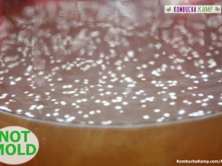 White dots form on top of a thin Kombucha SCOBY the dots could be a problem or might be fine but not Kombucha Mold at this time