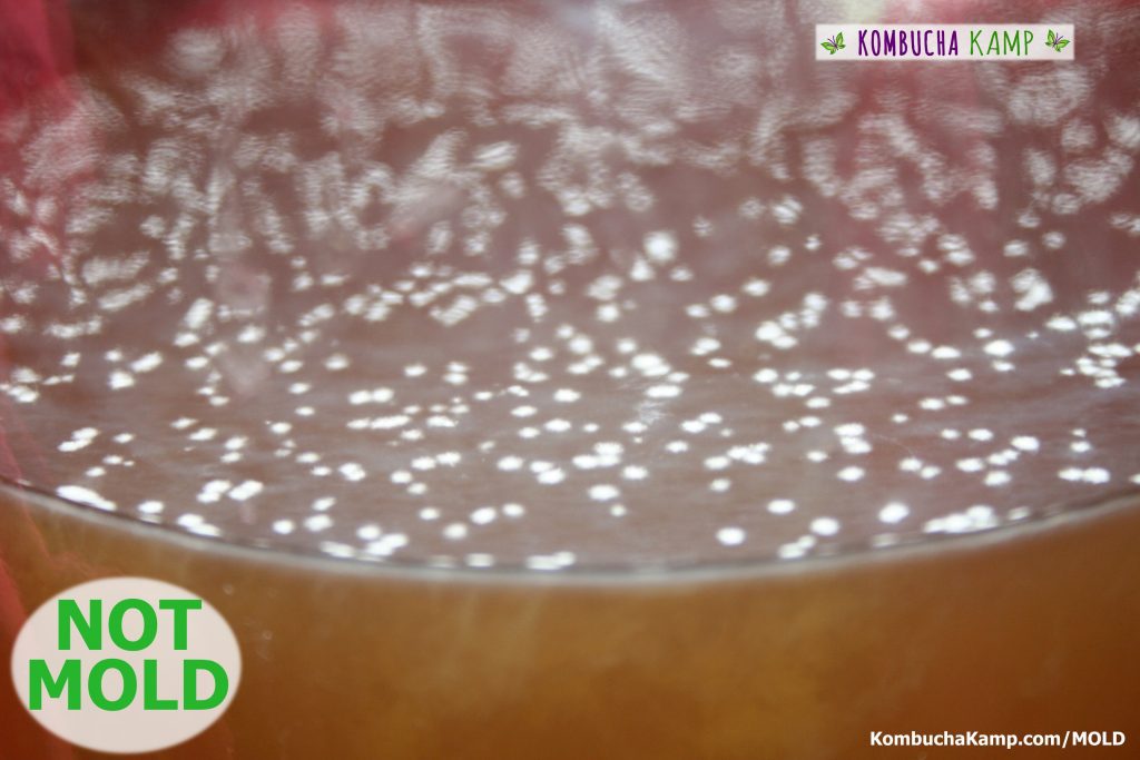 White dots form on top of a thin Kombucha SCOBY the dots could be a problem or might be fine but not Kombucha Mold at this time