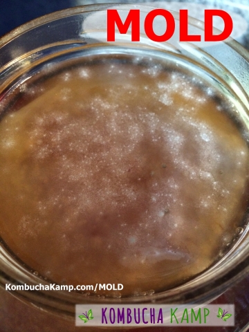 White Powder Kombucha Mold forms instead of a SCOBY