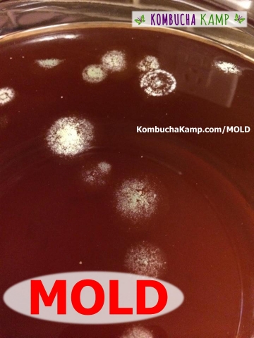 White spidery dry circles of Kombucha Mold forming in Early Stages on a Kombucha Brew Surface
