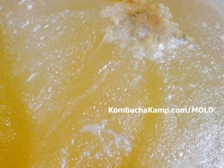 Big collection of bubbles and yeast below young Kombucha SCOBY growth with small islands of white new SCOBY forming on top
