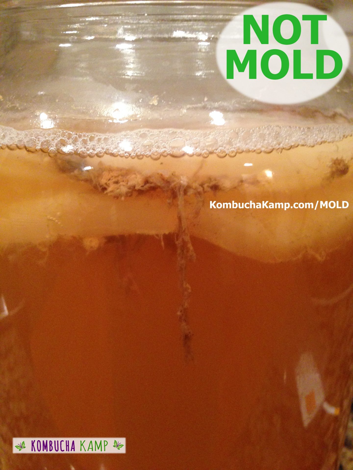 Blobs and strands of normal light brown Kombucha yeast form underneath the surface of a new Kombucha brew, as robust bubbles form along the top of the brew and the original SCOBY floats below.