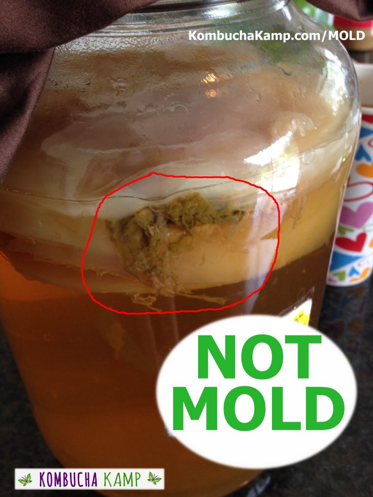 A Huge Brown Kombucha Yeast Glob Forms Against the Glass Under a New SCOBY Growing On Top of a Kombucha Brew but No Mold