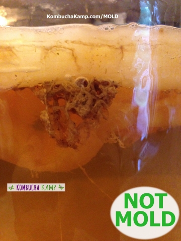 A Brown Strongy Yeast Glob Under The Surface of new Kombucha SCOBY growth it looks Like a Brain from the Side but Not Kombucha Mold A side view of "yeast brains" in a Kombucha brew as they hover immediately beneath the new Kombucha SCOBY growth not Mold