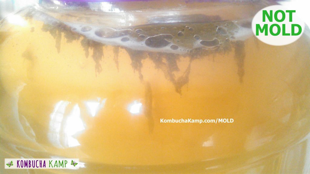 Along the top of a Kombucha brew forms dark green/brown wet patches of yeast mixed with carbonation bubbles and white foam but No Kombucha Mold