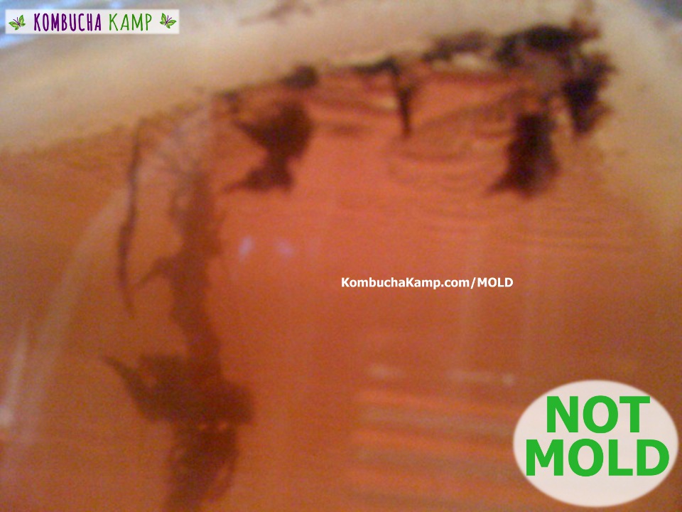 In a close up dark bits of yeast connect below the Kombucha SCOBY visible through the side of the glass but Not Kombucha Mold