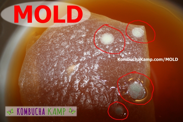 Young Continuous Brew Kombucha gets White Mold Circles on Top of the New Thin SCOBY
