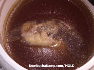 Thick white island of SCOBY Culture grows in the middle of a Continuous Brew while a thin layer of new SCOBY begins to form.