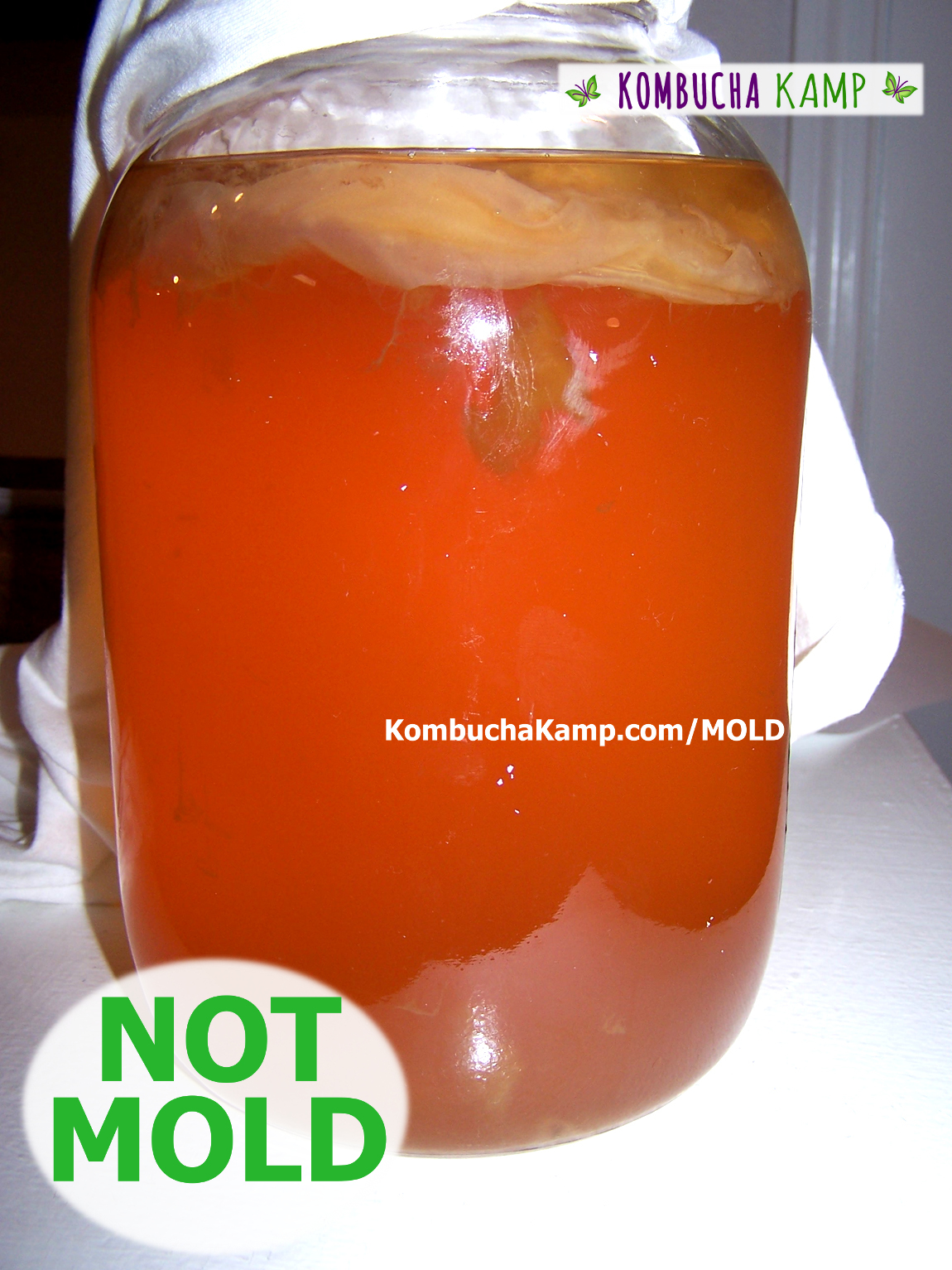 A large brown yeast glob is attached to the underside of a Kombucha SCOBY floating in a 1 gallon brew and visible through the glass jar