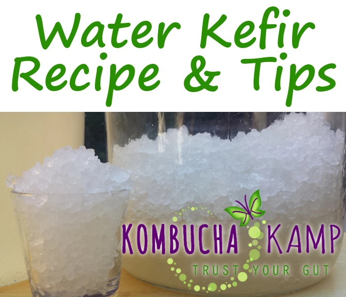 Buchi Water Kefir Home Brew Kit - Buchi Kombucha