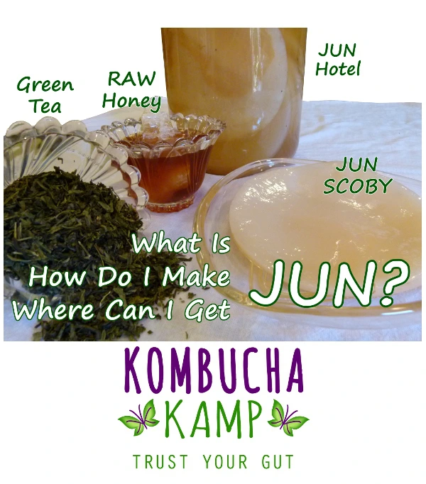 https://www.kombuchakamp.com/wp-content/uploads/2018/06/JUN-Tea-Information-from-Kombucha-Kamp.jpg.webp