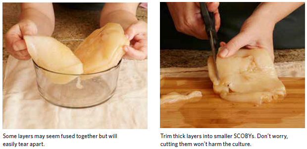 Trim SCOBYs with scissors or pull them apart with your hands if possible.