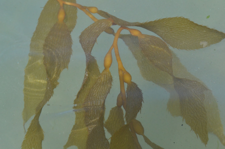 seaweed and Kombucha yeast can look alike