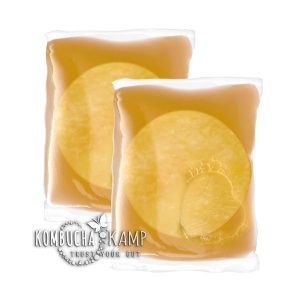 Kombucha Cultures SCOBY