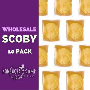 Cultures Kombucha Scobys - Pack of 10, Fresh Kombucha Scobys for Sale